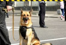 training-tips-from-the-force:-applying-police-dog-techniques-at-home