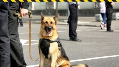 training-tips-from-the-force:-applying-police-dog-techniques-at-home